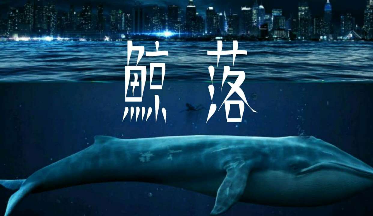 鲸鱼死后竟然会爆炸?威力堪比煤气?